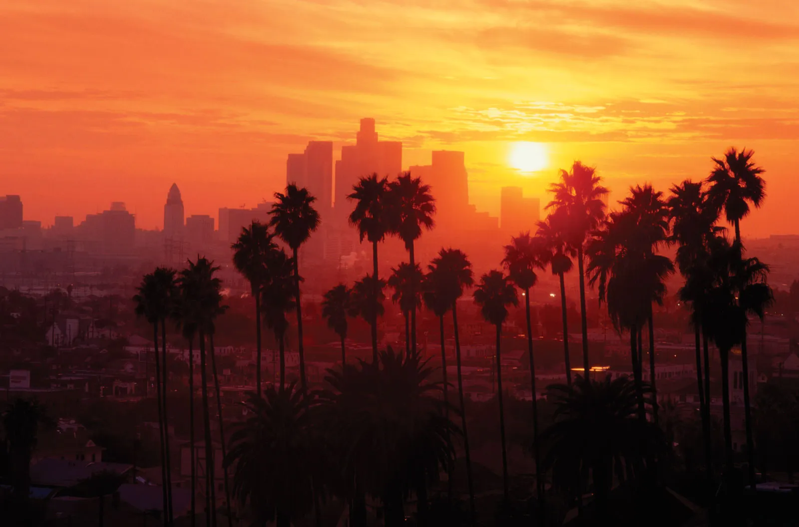 Palm trees and Los Angeles skyline